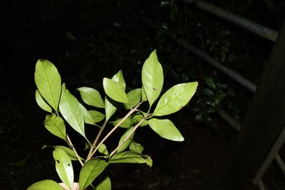 Actephila grandifolia, photographed by Greg Tasney