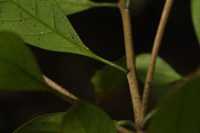 Actephila grandifolia, photographed by Greg Tasney
