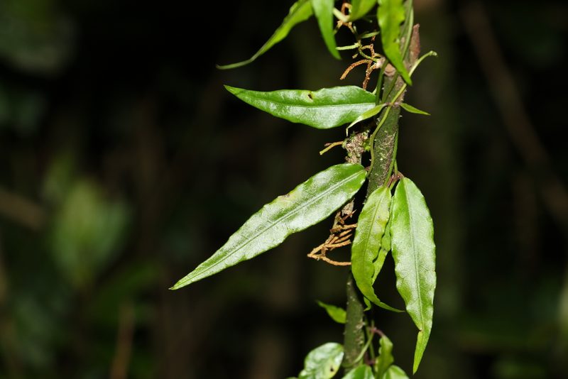 Parsonsia induplicata, photographed by Greg Tasney