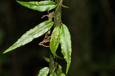 Parsonsia induplicata, photographed by Greg Tasney