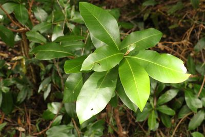 Planchonella australis, photographed by Greg Tasney