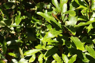 Lomatia arborescens, photographed by Greg Tasney