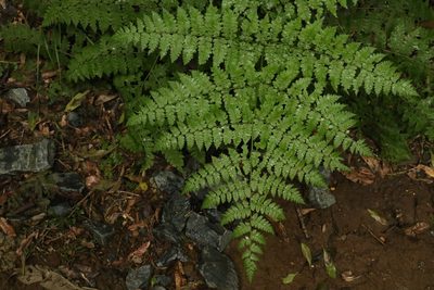 Diplazium australe, photographed by Greg Tasney
