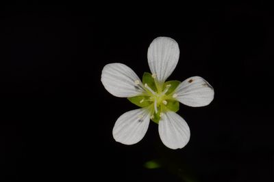 Geocarpon cumberlandense, photographed by Brian Finzel