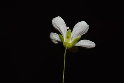 Geocarpon cumberlandense, photographed by Brian Finzel