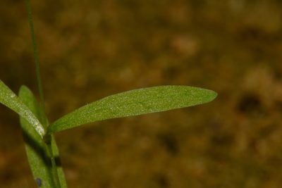 Geocarpon cumberlandense, photographed by Brian Finzel