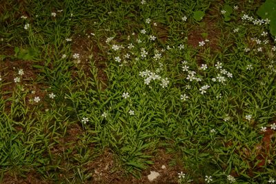 Geocarpon cumberlandense, photographed by Brian Finzel