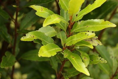 Lomatia arborescens, photographed by Greg Tasney