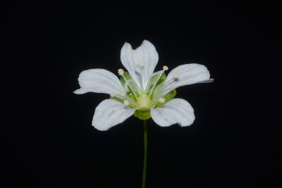 Geocarpon cumberlandense, photographed by Brian Finzel