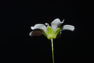 Geocarpon cumberlandense, photographed by Brian Finzel