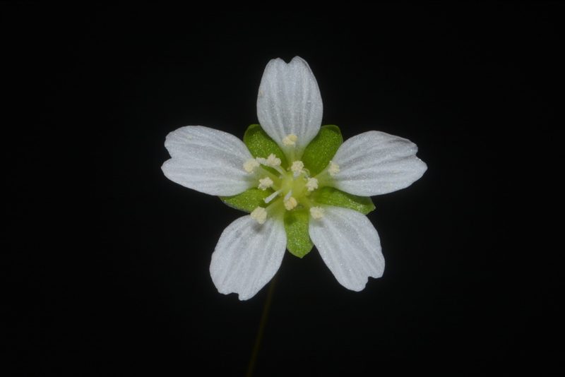 Geocarpon cumberlandense, photographed by Brian Finzel