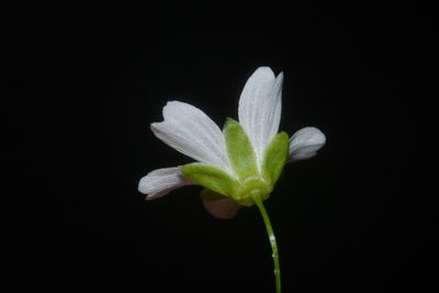 Geocarpon cumberlandense, photographed by Brian Finzel