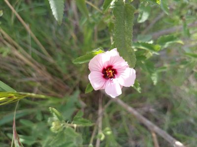 Pavonia hastata, photographed by Bahiano Ayala