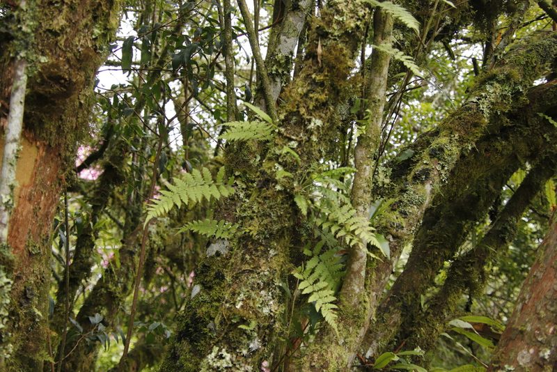 Arthropteris monocarpa, photographed by Tony Rebelo
