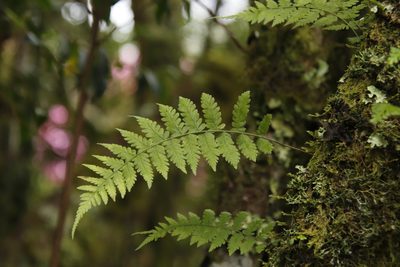 Arthropteris monocarpa, photographed by Tony Rebelo