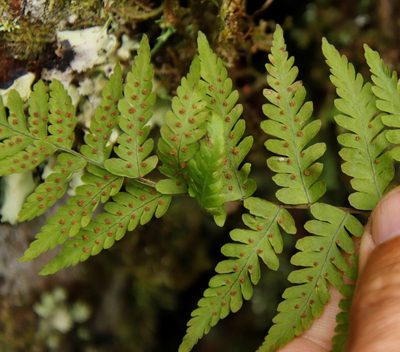 Arthropteris monocarpa, photographed by Tony Rebelo
