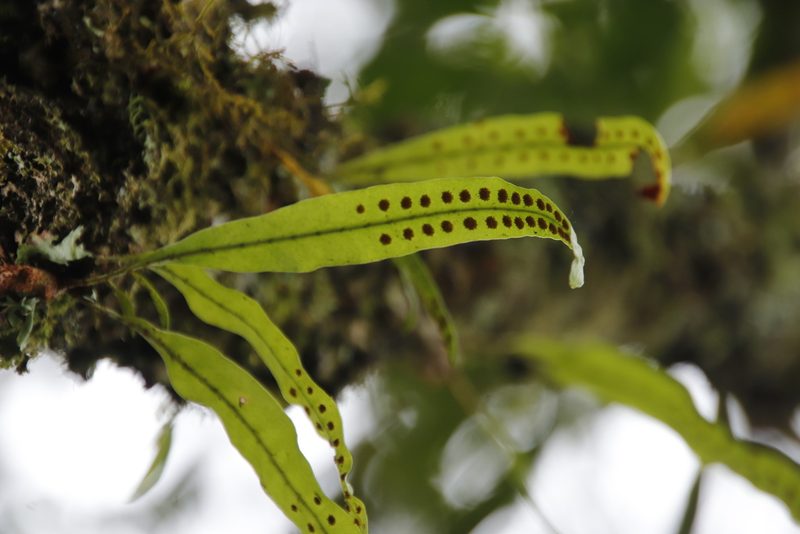 Lepisorus excavatus, photographed by Tony Rebelo