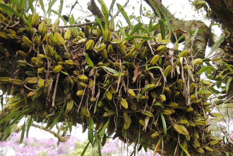 Bulbophyllum maximum, photographed by Tony Rebelo
