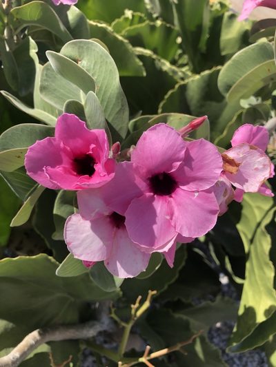 Adenium boehmianum, photographed by Dave U