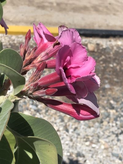 Adenium boehmianum, photographed by Dave U