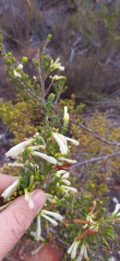Erica colorans, photographed by Eugene Hahndiek