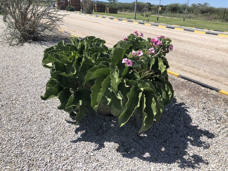 Adenium boehmianum, photographed by Dave U