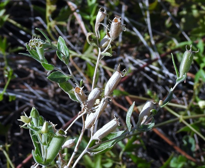 Mentzelia albescens, photographed by Hugo Hulsberg