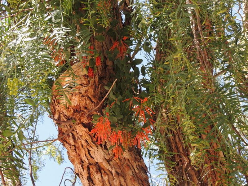 Tristerix verticillatus, photographed by Tomás Tamagno