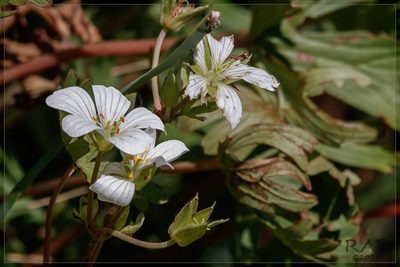 Geranium parodii, photographed by RAP