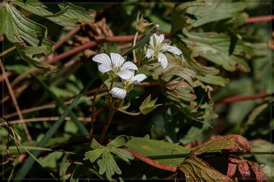 Geranium parodii, photographed by RAP