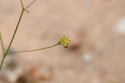 Eriogonum thomasii, photographed by Trevor Van Loon