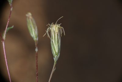 Malperia tenuis, photographed by Trevor Van Loon