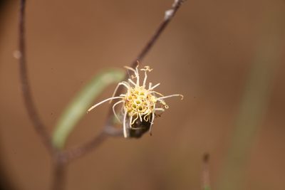 Malperia tenuis, photographed by Trevor Van Loon