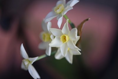 Narcissus tazetta, photographed by Jacqueline Jeanne