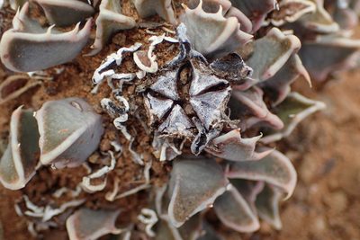 Faucaria bosscheana, photographed by Nicola van Berkel