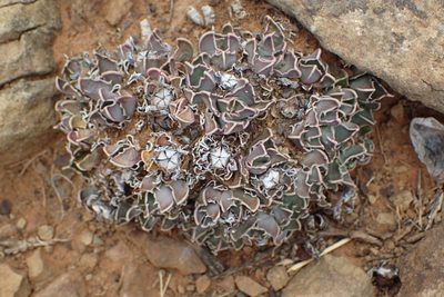 Faucaria bosscheana, photographed by Nicola van Berkel