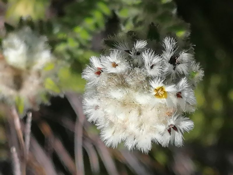 Phylica strigosa, photographed by flamelily