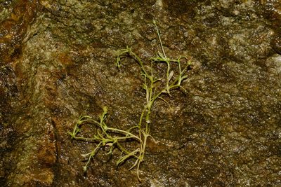 Sabulina fontinalis, photographed by Brian Finzel
