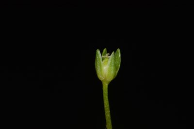 Sabulina fontinalis, photographed by Brian Finzel