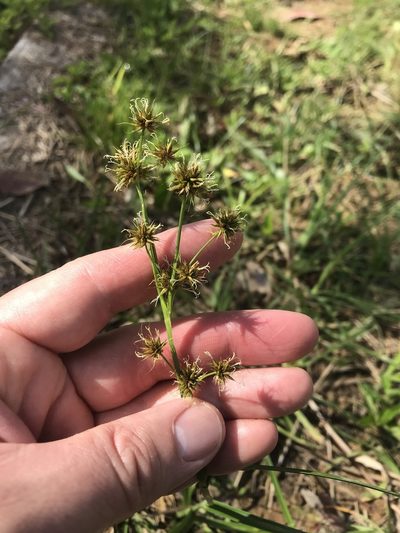 Rhynchospora holoschoenoides, photographed by Bryan Connolly