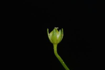 Sabulina fontinalis, photographed by Brian Finzel