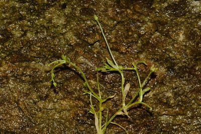 Sabulina fontinalis, photographed by Brian Finzel