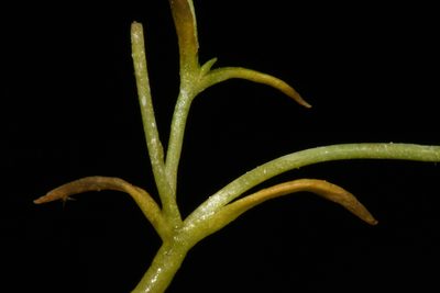 Sabulina fontinalis, photographed by Brian Finzel