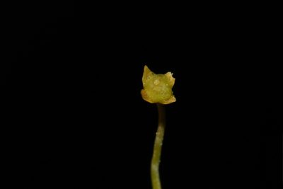 Sabulina fontinalis, photographed by Brian Finzel
