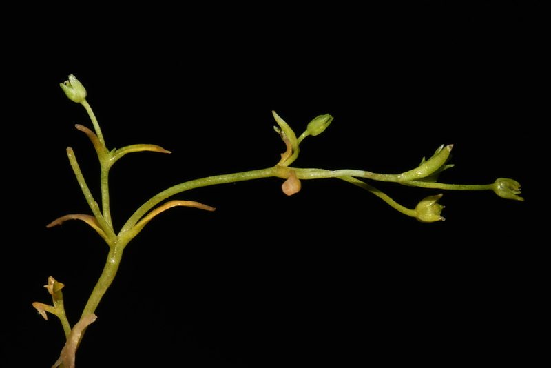 Sabulina fontinalis, photographed by Brian Finzel