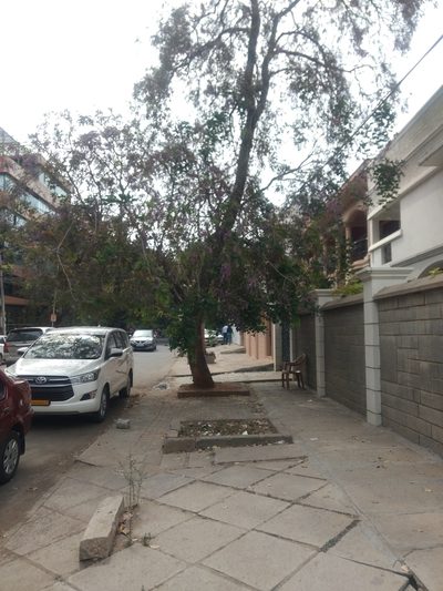 Pongamia peguensis, photographed by Ajit Ampalakkad
