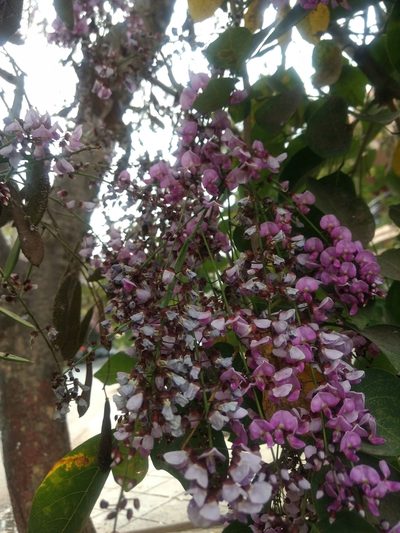 Pongamia peguensis, photographed by Ajit Ampalakkad