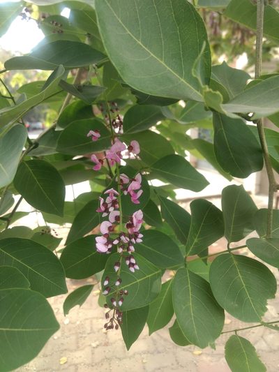 Pongamia peguensis, photographed by Ajit Ampalakkad