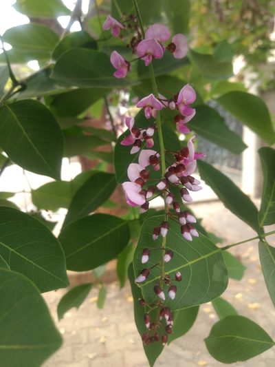 Pongamia peguensis, photographed by Ajit Ampalakkad
