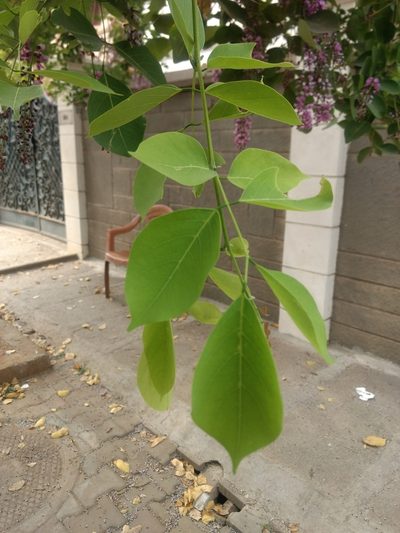 Pongamia peguensis, photographed by Ajit Ampalakkad